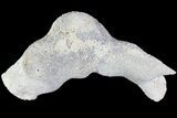 Unique, Agatized Fossil Coral Geode - Florida #82773-2